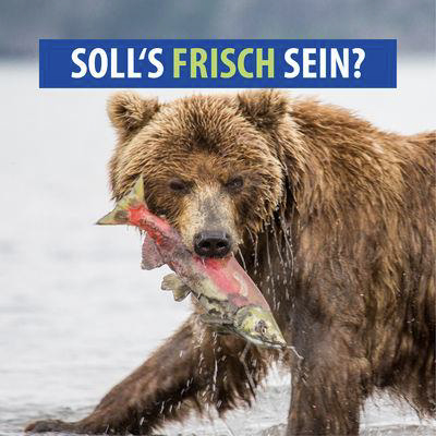 Bär mit Fisch im Maul